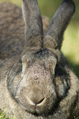 Un beau lapin