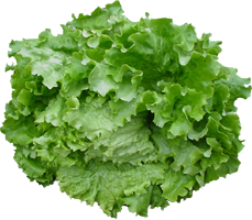 un menu rapide, une salade fraiche, un bocal de lapin aux fines herbes et le repas est prêt